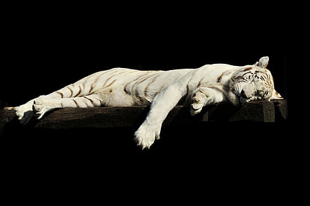 white tiger laying on brown wooden plank thumbnail