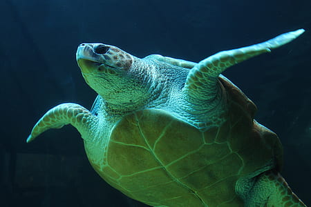 underwater, turtle, sea turtle, sea life thumbnail