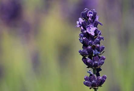 lilac flower thumbnail