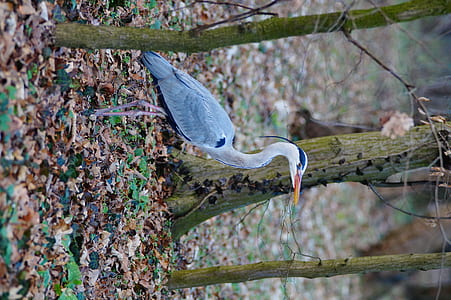 white crane in forest thumbnail