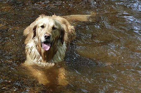 adult dark golden retriever at calm body of water thumbnail