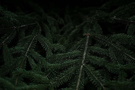 green fern plant thumbnail