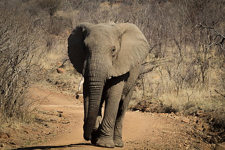 gray elephant thumbnail