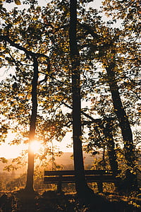 bench beside trees thumbnail