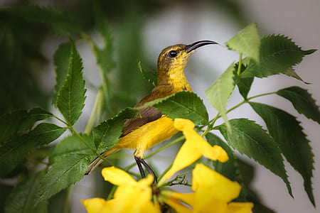yellow and brown bird perching on green leafed plant thumbnail