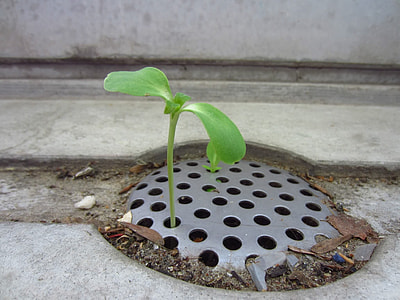 green seedling on drainage in close-up photogrpahy thumbnail