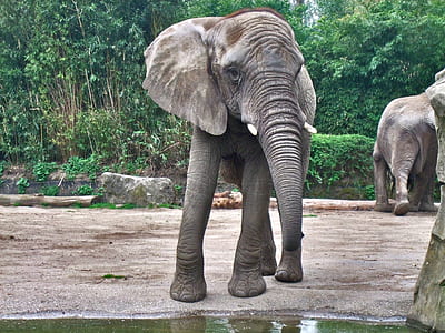 grey elephant calf standing near body of water during daytime thumbnail