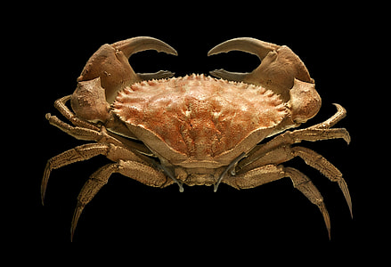 Toothed rock crab - Cancer bellianus thumbnail