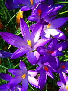 purple crane lily flower thumbnail
