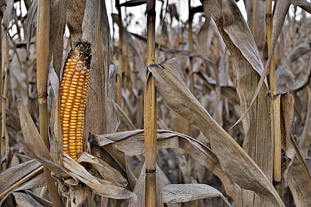 corn field thumbnail