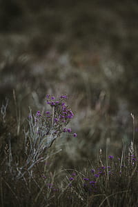 selective focus photography of purple petaled flower thumbnail