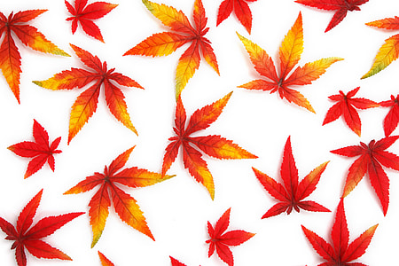 red, orange and yellow Kush leaves thumbnail
