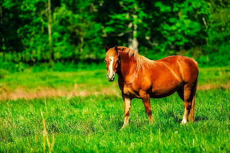 photo of brown horse thumbnail