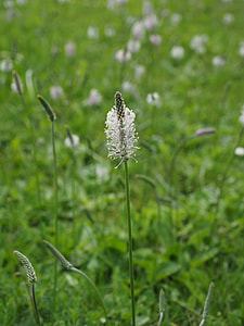 Hoary Plantain, Plantain thumbnail