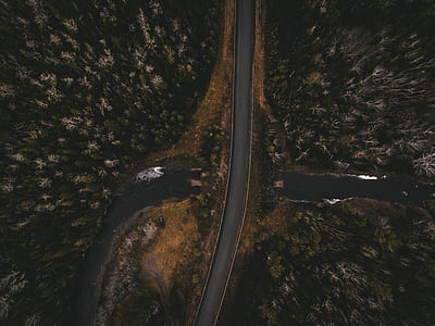 bird's eye view of roadway between trees thumbnail