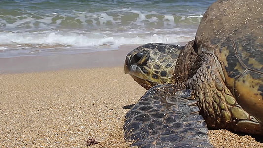 wildlife photography of brown turtle towards ocean thumbnail