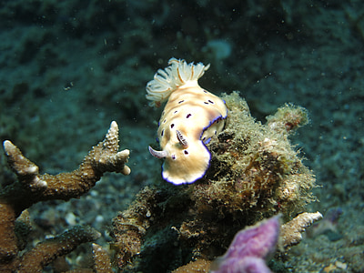underwater photography of beige sea creature thumbnail