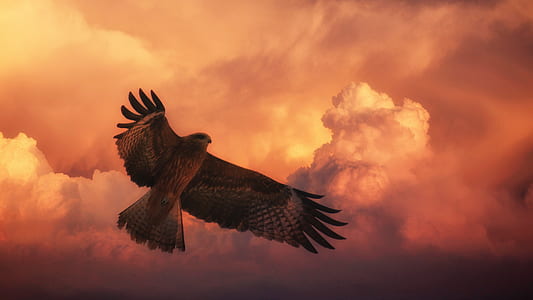 photo of brown bird under clouds during noontime thumbnail