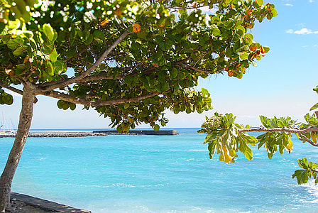 green tree near beach thumbnail