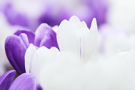white and purple flowers thumbnail