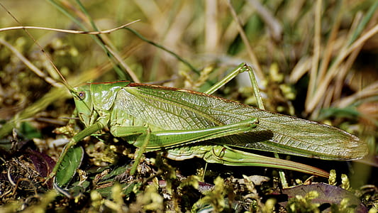 green hopper in selective focus photography thumbnail