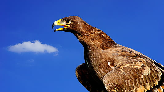 brown eagle thumbnail