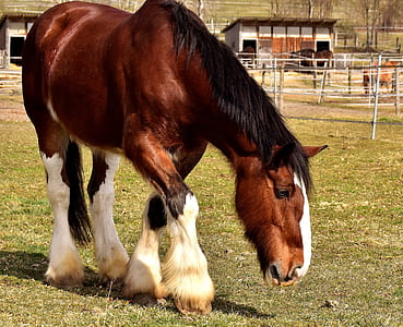 brown and white horse on field during daytime thumbnail