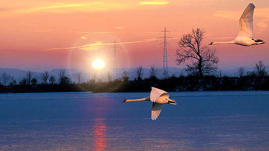 two white geese flying above body of water during golden hour thumbnail