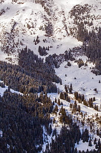 Scenic View of the Trees thumbnail
