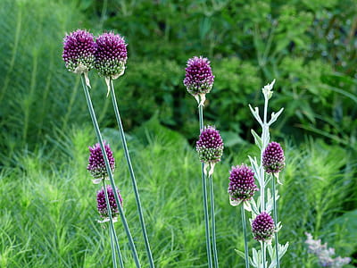 Purple allium flowers in bloom. thumbnail