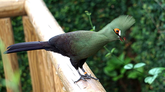 green and black bird on brown surface thumbnail