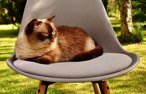 Siamese cat reclining on gray chair thumbnail
