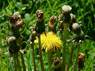 Common Dandelion, Pointed Flower thumbnail