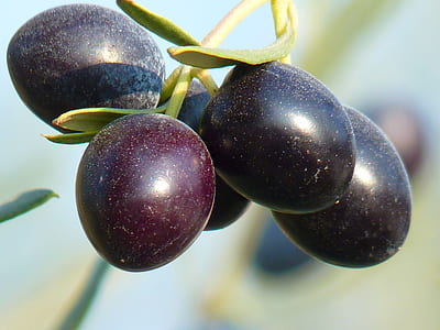 round purple fruits thumbnail