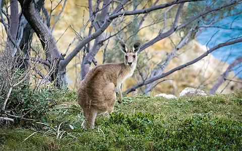 kangaroo standing on green grass near trees thumbnail