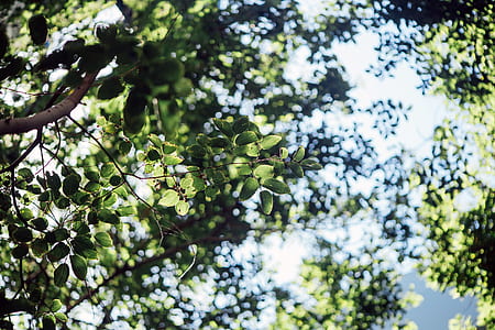 green leaf trees under sunny day thumbnail