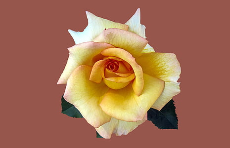 yellow flower thumbnail