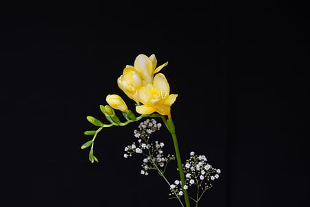 yellow freesia flower with black background thumbnail