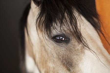 closeup photo of horse thumbnail