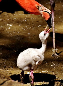 orange and orange flamingo feeding white flamingo hatch link thumbnail