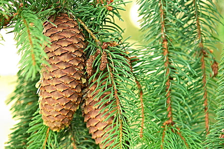 selective focus photography of brown pinecone thumbnail