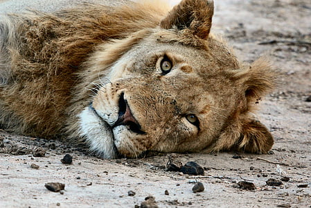 lion lying on brown soil thumbnail