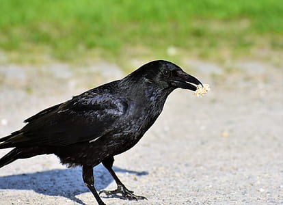 black crow thumbnail