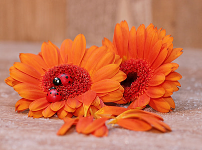 two orange Gerbera daisies on gbrown surface thumbnail