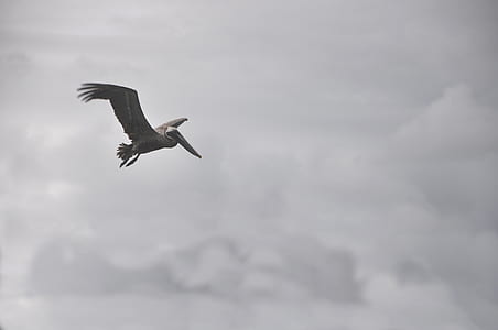 low angle photo of brown and black pelican flying under white clouds thumbnail