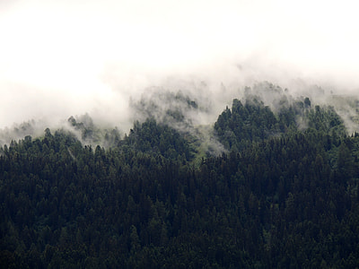 Fog over the tree and forest in France thumbnail