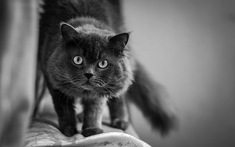 black cat thumbnail