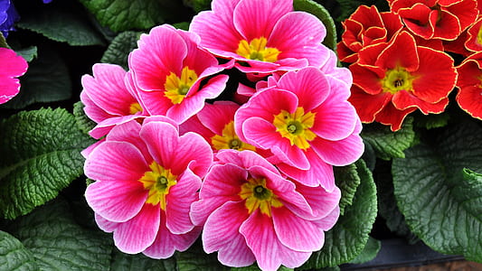 photography of pink flowers at daytime thumbnail