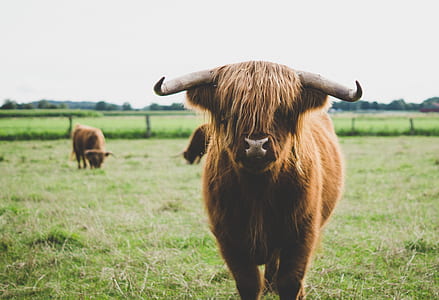 brown cattle animal in green grass field thumbnail