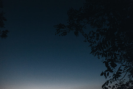 silhouette photography of tree during daytime thumbnail